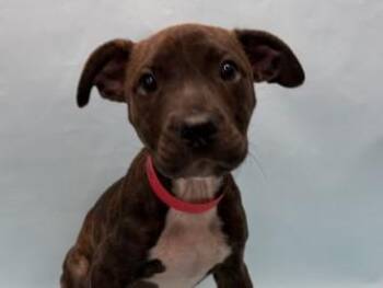 Camero -  Terrier and Mixed Breed Dog for Adoption in Woodbury, Minnesota - Camero | PetCurious
