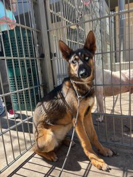 German Shepherd Dog and Husky Dogs Available for Adoption in Petaluma, California - Moana | PetCurious