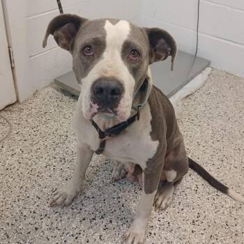 Chica -  American Bulldog and American Staffordshire Terrier Dog for Adoption in Hattiesburg, Mississippi - Chica | PetCurious