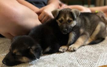 Mowgli -  German Shepherd Dog Dog for Adoption in Bakersfield, California - Mowgli | PetCurious
