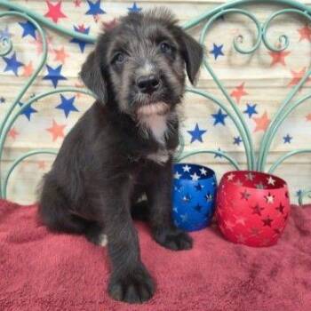CT Velma -  Terrier and Mixed Breed Dog for Adoption in Stormville, New York - CT Velma | PetCurious