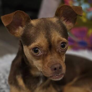 Terrier Dogs Available for Adoption in Bulverde, Texas - PJ | PetCurious