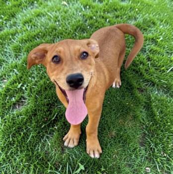 Jill -  Dachshund and Beagle Dog for Adoption in Austin, Texas - Jill | PetCurious