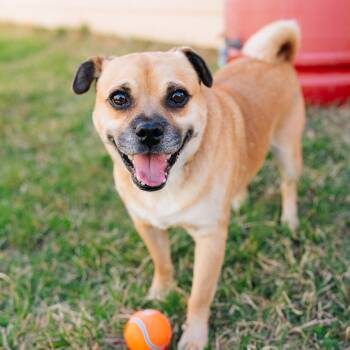Pug Dogs Available for Adoption - Conway Twitty | PetCurious
