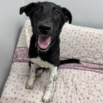 Zippy -  Labrador Retriever Dog for Adoption in Monticello, Iowa - Zippy | PetCurious