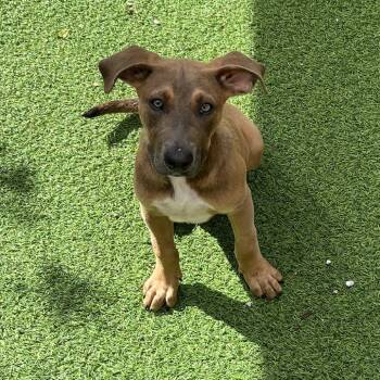 Mixed Breed Dogs Available for Adoption - Egg | PetCurious