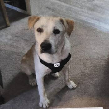 Snowflake -  Catahoula Leopard Dog and Black Mouth Cur Dog Available for Adoption in Livingston, Texas - Snowflake | PetCurious