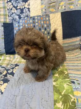 Shih Tzu Dogs Available for Adoption - Benson | PetCurious