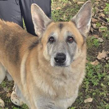 Jack -  German Shepherd Dog Dog for Adoption in Waterloo, Iowa - Jack | PetCurious