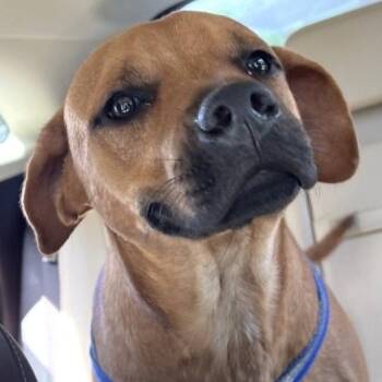 Bruno -  Terrier and Black Mouth Cur Dog for Adoption in Corpus Christi, Texas - Bruno | PetCurious