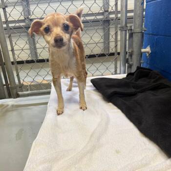 Sam -  Chihuahua and Mixed Breed Dog for Adoption in Tyler, Texas - Sam | PetCurious