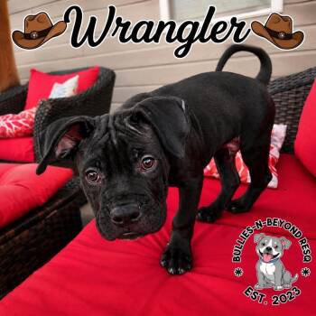 Wrangler -  Boxer Dog for Adoption in Omaha, Nebraska - Wrangler | PetCurious