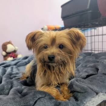 Sarge - blue collar -  Yorkshire Terrier Dog for Adoption in West Plains, Missouri - Sarge - Blue Collar | PetCurious