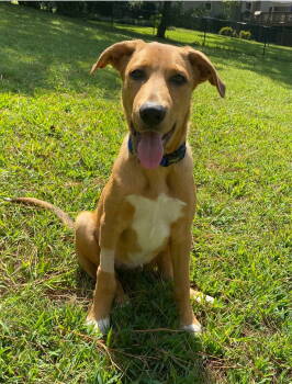 Rescue German Shepherd Dog Dogs for Adoption in Nashville, Tennessee - Mr.Brax | PetCurious