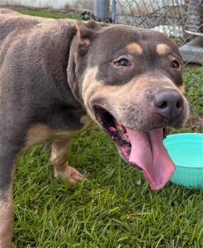 TEENY -  Pit Bull Terrier Dog for Adoption in Tallahassee, Florida - TEENY | PetCurious