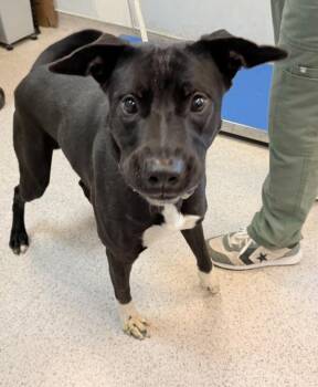 Yoshi -  Mixed Breed Dog for Adoption in New York, New York - Yoshi | PetCurious