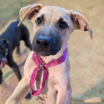 Charlie -  Shepherd and Mixed Breed Dog for Adoption in Cedarburg, Wisconsin - Charlie | PetCurious