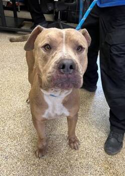 TONKA -  Pit Bull Terrier and Mixed Breed Dog Available for Adoption in Blythe, California - TONKA | PetCurious