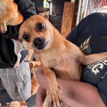 Chihuahua and Mixed Breed Dogs Available for Adoption - Rocky | PetCurious
