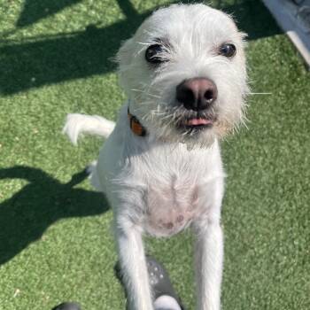 Russell -  Wirehaired Terrier and Mixed Breed Dog for Adoption in La Grange, Kentucky - Russell | PetCurious