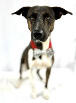 Rescue Plott Hound and Mountain Cur Dogs for Adoption in Picayune, Mississippi - Raid | PetCurious