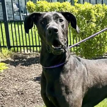 Ophelia -  Great Dane and Mixed Breed Dog for Adoption in Elk Grove Village, Illinois - Ophelia | PetCurious