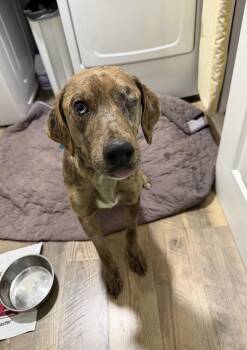 Hound Dogs Available for Adoption - Boone | PetCurious