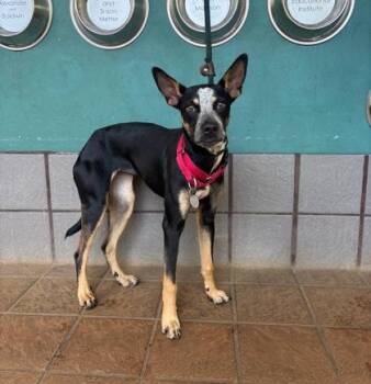 Australian Cattle Dog Blue Heeler and Blue Lacy Dogs Available for Adoption - Bluey | PetCurious