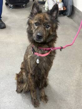 RU PAUL -  Dutch Shepherd and Mixed Breed Dog Available for Adoption - RU PAUL | PetCurious