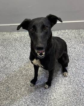 Labrador Retriever Dogs Available for Adoption - Shelan | PetCurious