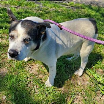 Shepherd Dogs Available for Adoption in Jersey City, New Jersey - Pop | PetCurious