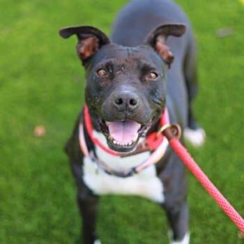 Rescue Pit Bull Terrier and Mixed Breed Dogs for Adoption in Atlanta, Georgia - Piper | PetCurious