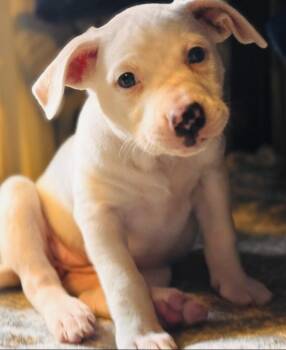 Porscha -  Mixed Breed Dog for Adoption in Grafton, Massachusetts - Porscha | PetCurious