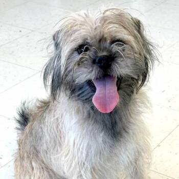 Augie -  Terrier Dog for Adoption in Fort Davis, Texas - Augie | PetCurious