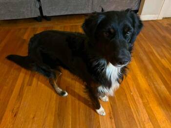 Preston -  Australian Shepherd and Border Collie Dog for Adoption in Grafton, Wisconsin - Preston | PetCurious