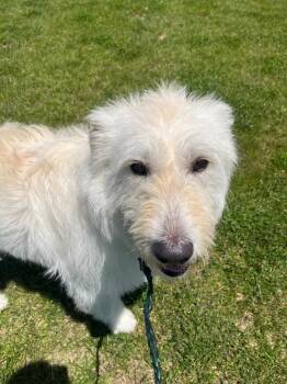 Poodle and Mixed Breed Dogs Available for Adoption in Auburn, Indiana - Artie | PetCurious
