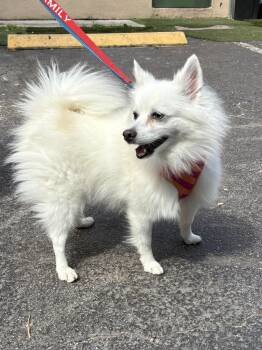 SNOW -  Eskimo Dog Dog for Adoption in Margate, Florida - SNOW | PetCurious