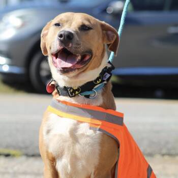 Brock -  Labrador Retriever Dog for Adoption in Columbia, South Carolina - Brock | PetCurious
