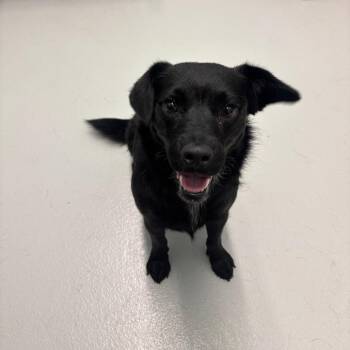 Maura -  Black Labrador Retriever and Mixed Breed Dog for Adoption in Milan, Illinois - Maura | PetCurious