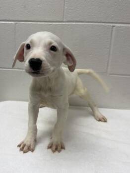 Mixed Breed Dogs Available for Adoption - Bennett | PetCurious