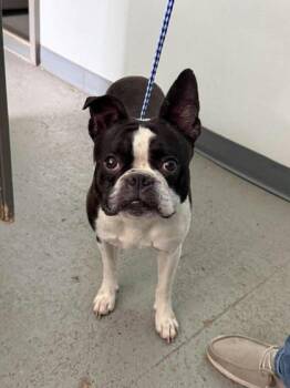 Bosty -  Boston Terrier Dog for Adoption in Leitchfield, Kentucky - Bosty | PetCurious