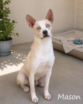 Mason -  Cattle Dog and Basenji Dog for Adoption in Sylacauga, Alabama - Mason | PetCurious