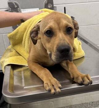 Pumbaa -  Mixed Breed Dog for Adoption in Kansas City, Missouri - Pumbaa | PetCurious