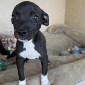 Hawker (Jetset Litter) -  Pug Dog for Adoption in San Diego, California - Hawker (Jetset Litter) | PetCurious