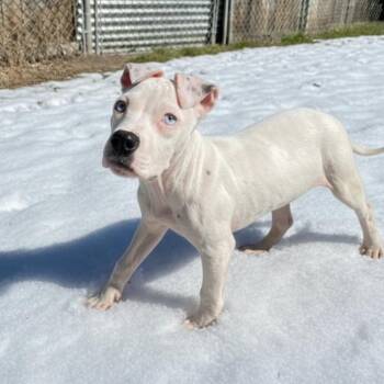 Pit Bull Terrier Dogs Available for Adoption - Ginger Ale | PetCurious