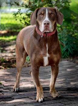 Mixed Breed Dogs Available for Adoption - Choppa | PetCurious