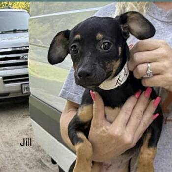 Rescue Chihuahua Dogs for Adoption in Spring, Texas - Jill | PetCurious