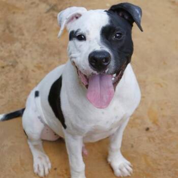 Ralph -  Boxer and Mixed Breed Dog for Adoption in Hopkinton, Massachusetts - Ralph | PetCurious