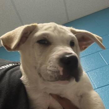 Mixed Breed Dogs Available for Adoption in Cheyenne, Wyoming - Zane | PetCurious