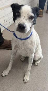CATTIE LADY -  Australian Cattle Dog Blue Heeler Dog for Adoption in San Bernardino, California - CATTIE LADY | PetCurious